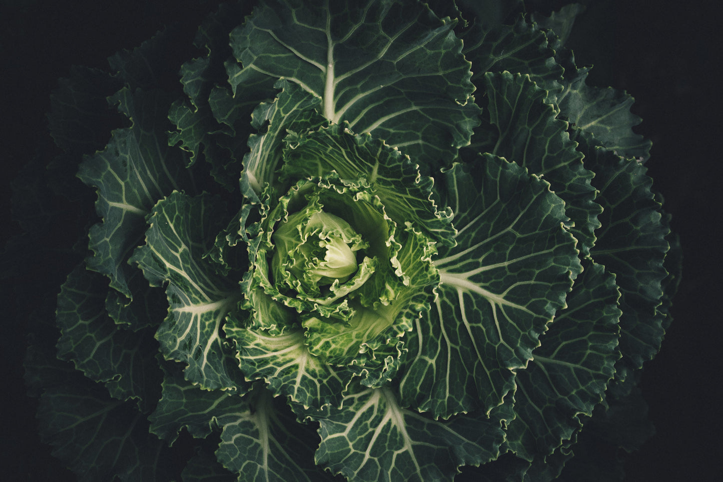 How does the Gut Microbiome really affect our health?